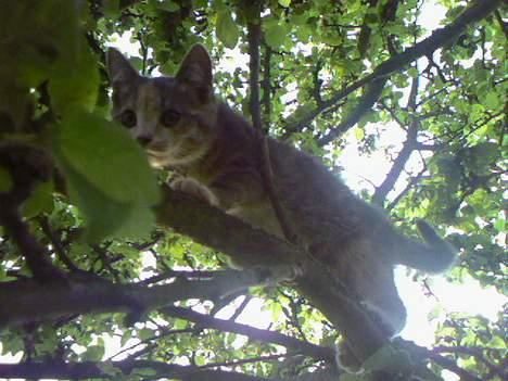 Huskat  * (¯`'RAJA'´¯) * - Se mig! Jeg fanger fugle... billede 18