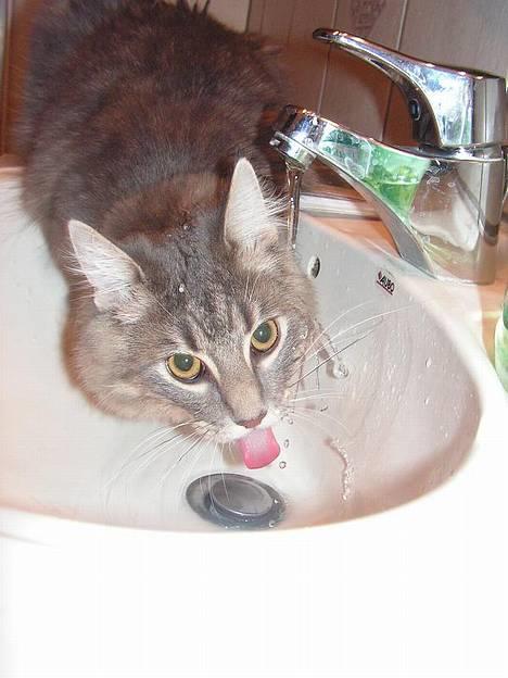 Norsk Skovkat Balou - drikke pause fra kampens hede med Loke billede 3