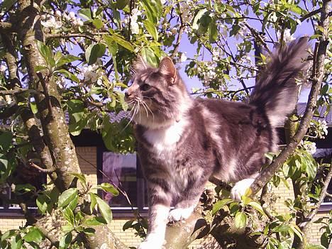 Norsk Skovkat AnnaBell`s perle - Er jeg ikke kær.  billede 1