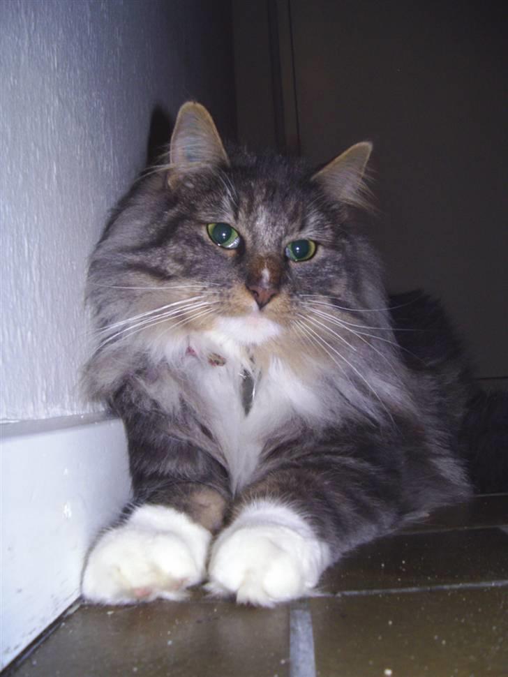 Norsk Skovkat AnnaBell`s perle billede 2