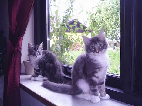 Norsk Skovkat AnnaBell`s perle - 6 uger billede 3