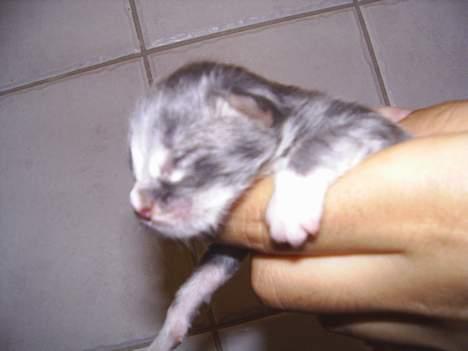 Norsk Skovkat AnnaBell`s perle - nyfødt billede 4