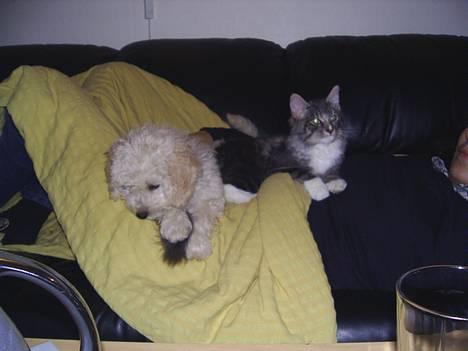 Norsk Skovkat AnnaBell`s perle - 14 dage gammel og megeeeeet træt:0) billede 5