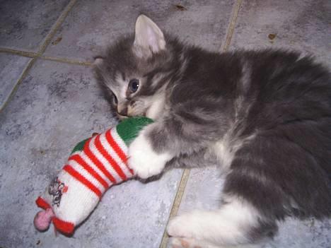 Norsk Skovkat AnnaBell`s perle - 5 uger gammel og meget legesyg. billede 6
