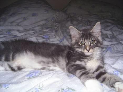 Norsk Skovkat AnnaBell`s perle billede 7