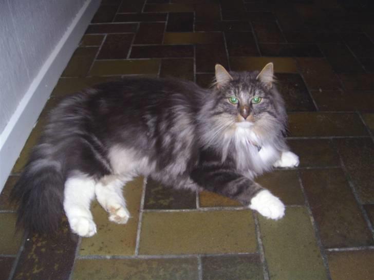 Norsk Skovkat AnnaBell`s perle - kysser lidt med søster. billede 8