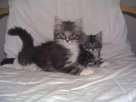 Norsk Skovkat AnnaBell`s perle billede 9