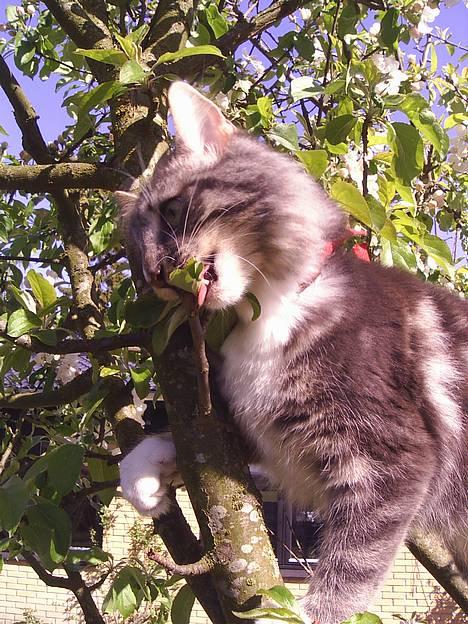 Norsk Skovkat AnnaBell`s perle billede 10