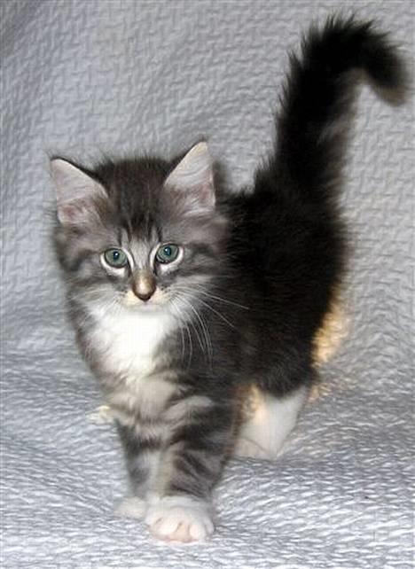 Norsk Skovkat AnnaBell`s perle billede 11