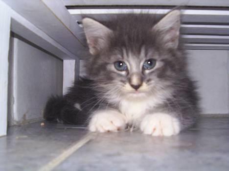 Norsk Skovkat AnnaBell`s perle - 5 uger billede 12