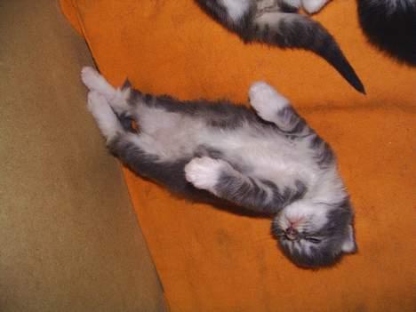 Norsk Skovkat AnnaBell`s perle - 14 dage billede 13