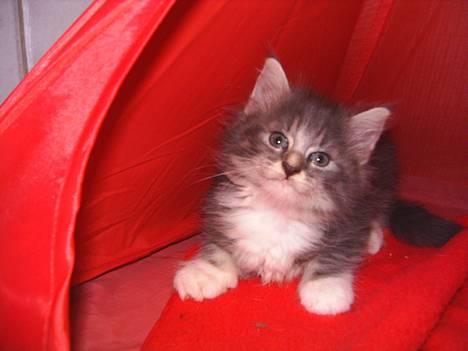 Norsk Skovkat AnnaBell`s perle - Det er bare sjovt det nye telt:0) billede 14