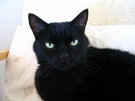 Huskat Pjevsen - se ham li ,. er han ikk bare så dejlig ,? jo .! billede 15