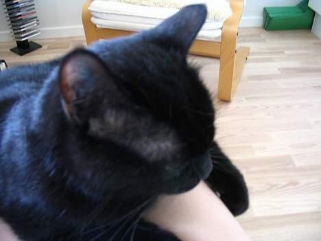 Huskat Pjevsen - ligger på stephanie´s ben ,.  billede 16