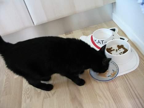 Huskat Pjevsen - så er det mad tid ,. :p billede 17