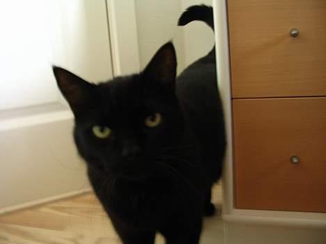 Huskat Pjevsen - kikker så søde ,. billede 18