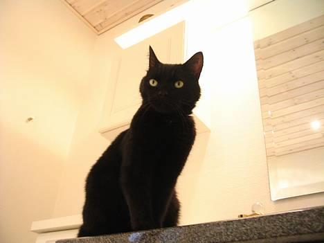 Huskat Pjevsen - vi leger udstillings mis ,.  billede 19