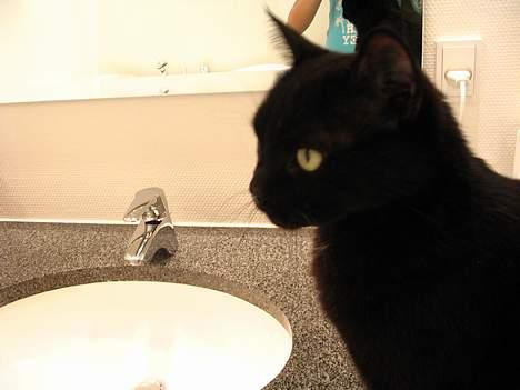 Huskat Pjevsen - set fra siden ,. xb billede 20