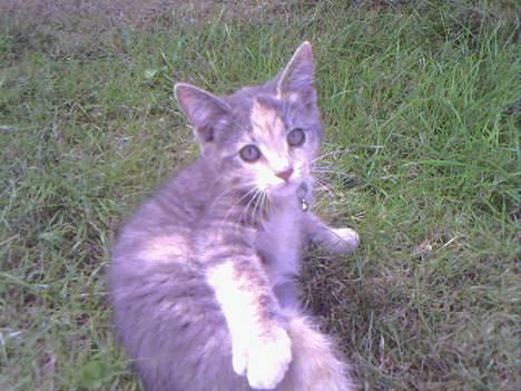 Huskat  * (¯`'RAJA'´¯) * billede 19