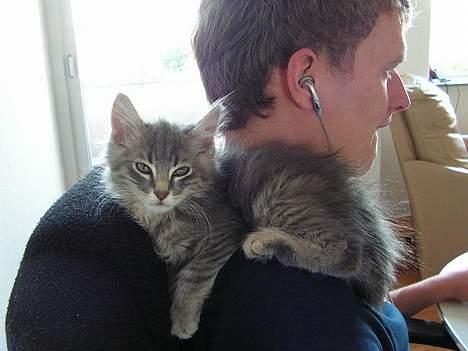 Norsk Skovkat Balou - Et af yndlings stederne at ligge, men det varer ikke længe så er han for stor til det  :0) billede 4