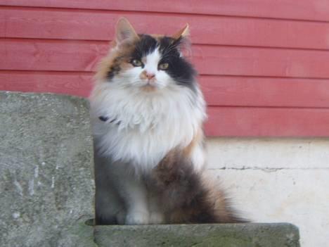 Huskat Tequila - Tequila sitter på trappen og venter på meg når jeg kommer hjem fra jobb <3 billede 15