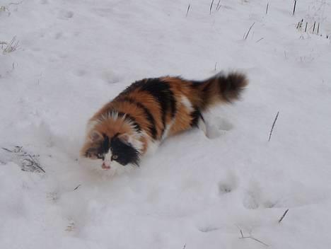 Huskat Tequila - Tequila i årets første snø :o) billede 17