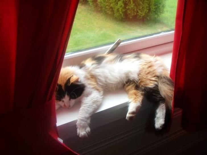 Huskat Tequila - slapp i varmen billede 18