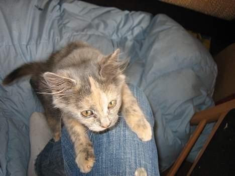 Blanding af racer Fie - Er hun ikke sød ? billede 1