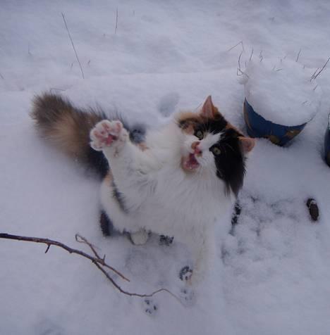 Huskat Tequila - GI MEG DEN!!!!!!!!!!!!!!!!!!!!!!!!!! :-P billede 19