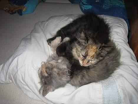 Blanding af racer Fie - Sover med søster :D billede 2