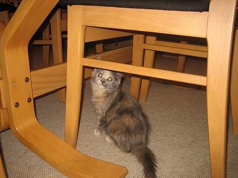 Blanding af racer Fie - Hvad er hun nu ude på ? billede 3