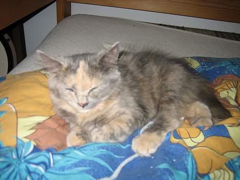 Blanding af racer Fie - Sover igen. billede 4