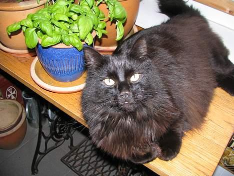 Blanding af racer oscar - Er jeg ikke dejlig? billede 7