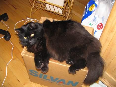 Blanding af racer oscar - Jeg elsker flyttekasser - bare ikke jeg skal flyttes. billede 8