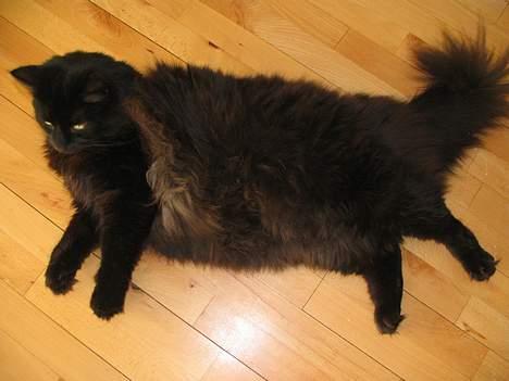 Blanding af racer oscar - Er jeg stor, eller hvad? billede 9