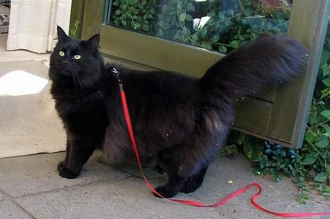 Blanding af racer oscar billede 10