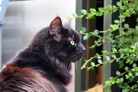 Blanding af racer oscar - Se mig i profil. billede 11