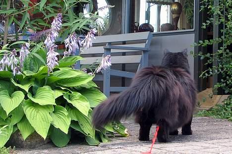 Blanding af racer oscar - Når enden er god ..... billede 12