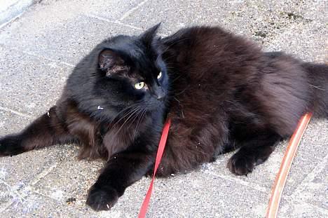 Blanding af racer oscar billede 13