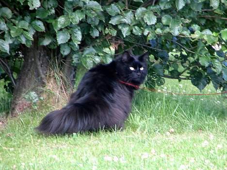 Blanding af racer oscar billede 14