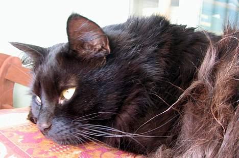 Blanding af racer oscar - Drømmer om  ? billede 15