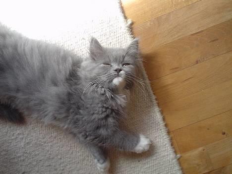 Blanding af racer Oliver billede 1