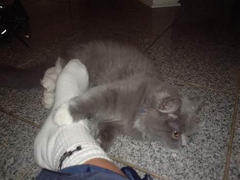 Blanding af racer Oliver billede 2