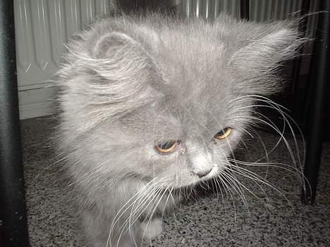 Blanding af racer Oliver billede 3