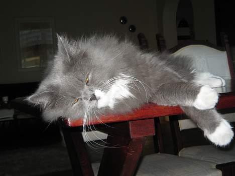 Blanding af racer Oliver billede 4