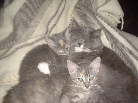 Blanding af racer Oliver billede 5