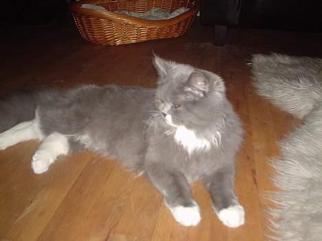 Blanding af racer Oliver billede 6