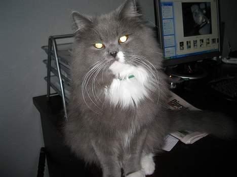 Blanding af racer Oliver billede 7