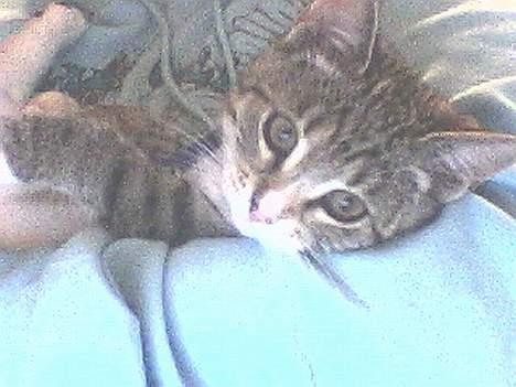 Huskat Lady *HAR HENDE IKKE MER* billede 1