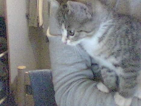 Huskat Lady *HAR HENDE IKKE MER* billede 2